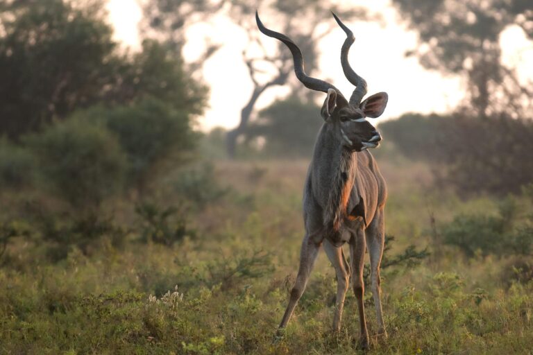 5 Day Kapama River Lodge Safari